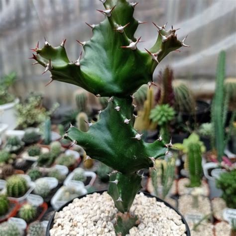 Euphorbia Tortilis Spiralis Kaktus Sukulen Tanaman Hias Lazada Indonesia