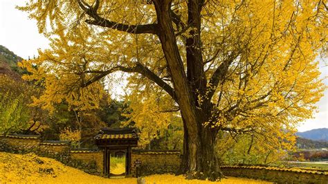 Gingko biloba guía completa de su cultivo cuidados y curiosidades