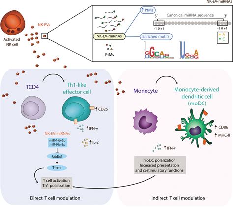 Natural Killer Nk Cell Derived Extracellular Vesicle Shuttled