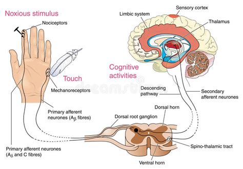 Nerve Response To Pain And Touch Stock Vector - Illustration of receptors, cord: 46581299