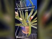 Sex With Plants How It Works Xxx Mobile Porno Videos Movies IPornTV Net