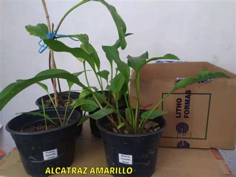 Bulbos Con Hojas Calla Lily Alcatraz Planta En Venta En Cuernavaca