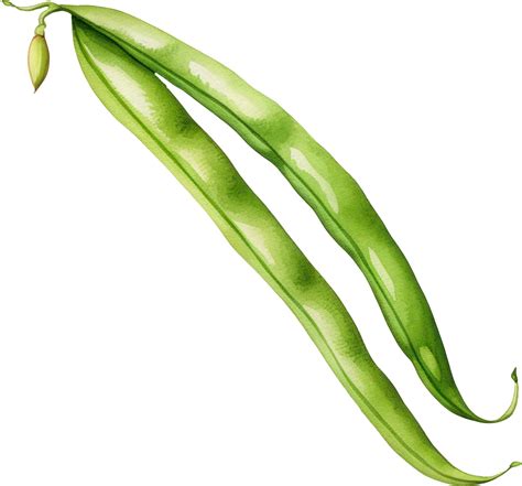 Green beans watercolor illustration. AI Generated 26976523 PNG