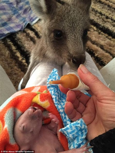 Tender moment a kangaroo joey helps to feed his wombat baby ‘brother’ | Daily Mail Online