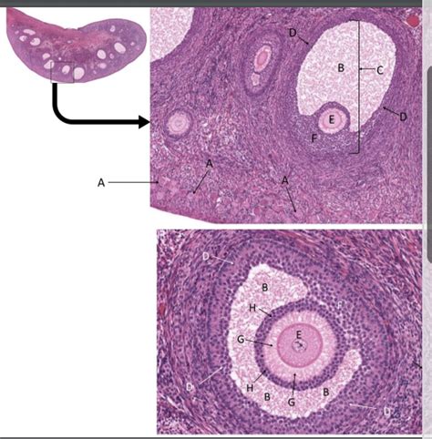 Ovary Histology Diagram | Quizlet