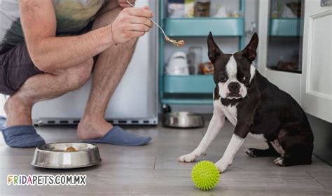 Mi Perro No Quiere Comer Croquetas Qu Puedo Hacer