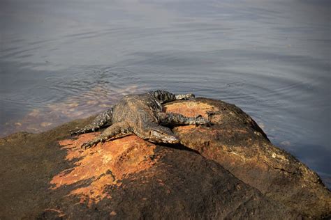 Monitor De Agua Asi Tico Lagarto Monitor Salvador Kabaragoya Varanus