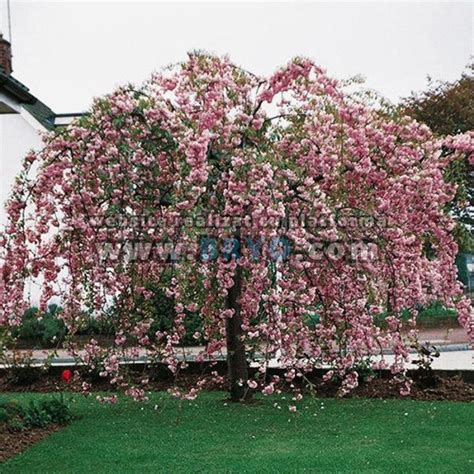 Cires Japonez Pendular Prunus Serrulata Kiku Shidare Zakura Cires