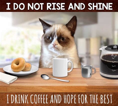 Grumpy Cat Coffee ☕️ Grumpy Cat Humor Grumpy Cat Cats