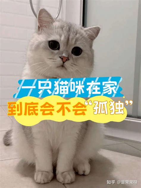 猫咪在家会孤单吗 知乎