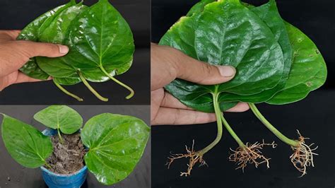 How To Grow Betel Leaf Plant From Leaf Youtube