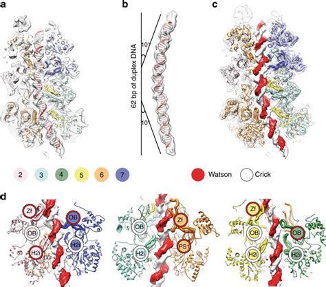 Structure Of The Mcm Double Hexamer Bound To Duplex Dna A Cut Through