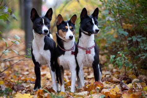 Basenji Puppies Rescue Pictures Information Temperament