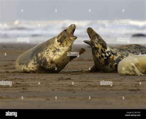 Grey Seals Hi Res Stock Photography And Images Alamy