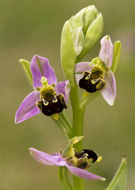 Bee Orchid Ophrys Apifera Photograph By Bob Gibbons