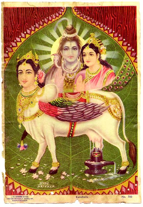 Kamadhenu - the sacred cow which grants all wishes and desires