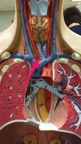 Neck Thorax Arteries Flashcards Quizlet