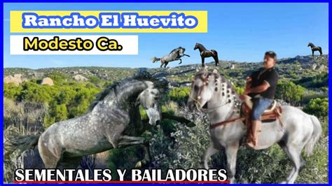 Caballos Bailadores Españoles de Modesto California - YouTube