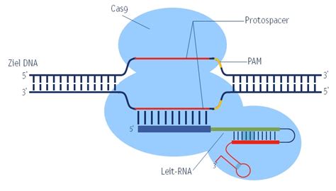 Die Genschere Crisprcas9 Wohin Führt Der Weg Open Science