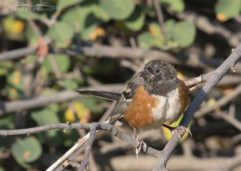 Molting Juvenile Spotted Towhee – On The Wing Photography