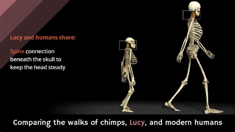 Lucy The Human Chimp : Did Lucy Famed Human Ancestor Die After Falling ...