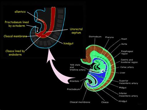 Embryology Rectum And Anal Canal Article StatPearls