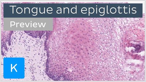 Tongue And Epiglottis Histology Preview Human Anatomy Kenhub