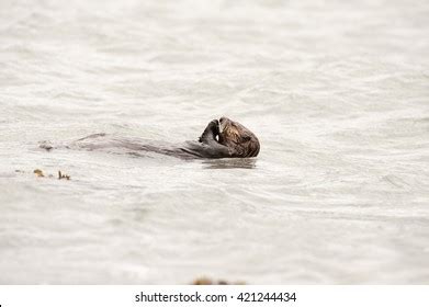 224 Sea Otter Eating A Clam Images, Stock Photos & Vectors | Shutterstock