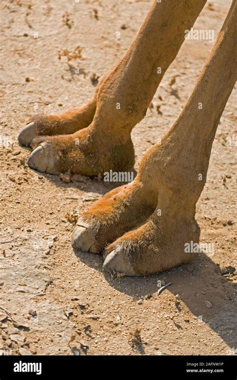 Patas De Camello Fotograf As E Im Genes De Alta Resoluci N Alamy