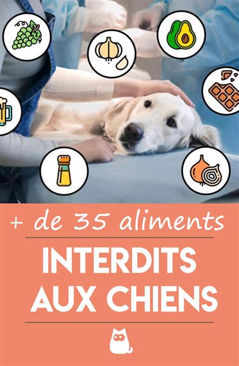 De Aliments Interdits Aux Chiens Selon Des Tudes Scientifiques