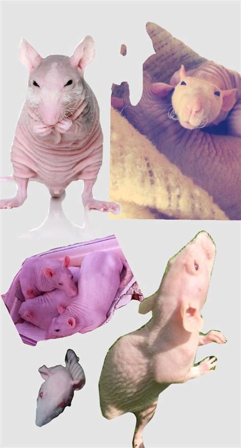 Hairless Rats Unique And Fascinating Pets