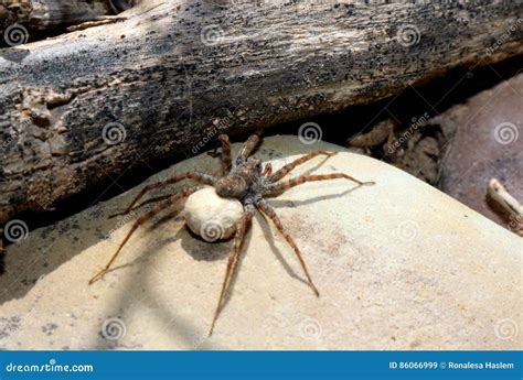 Wolf Spider Egg Sack Stock Image Image Of Abdomen Legs 86066999