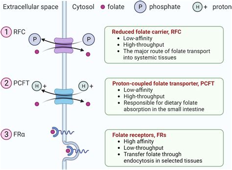 Frontiers Therapeutic strategies targeting folate receptor α for