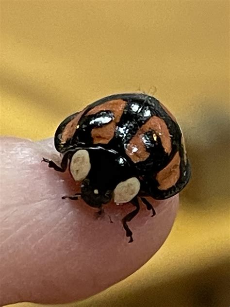 Pretty Bug in Rural Japan! (idk what it is) : r/Entomology