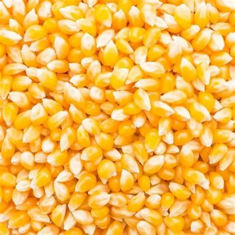 Dried Organic Maize Seeds For Food Processing Packaging Type Loose