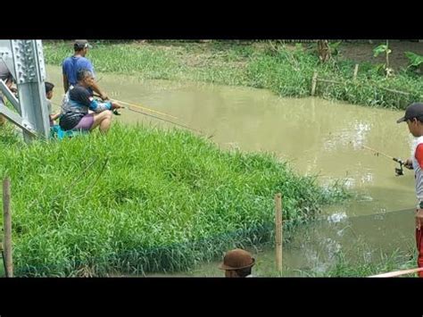 Hujan Deras Air Empang Meluap Ikan Pada Kabur Orang Orang Berebut