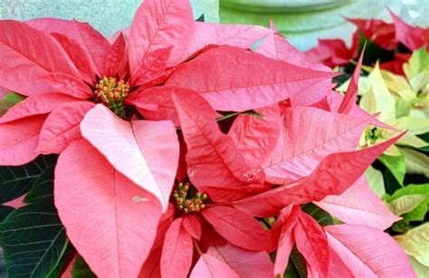 Poinsettia Cuidados De La Planta Y Su Cultivo