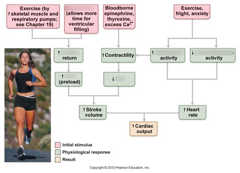 Diagram Of Cardiac Output Quizlet