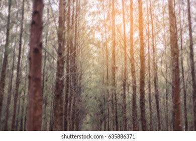 Blurred Forest Background Stock Photo 635886371 | Shutterstock