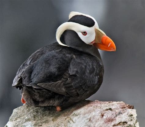 Tufted Puffin - Photorator