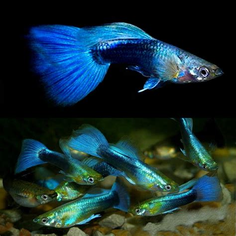 Blue Hawaiian Moscow Guppy Usa Tank Bred Poecilia Off