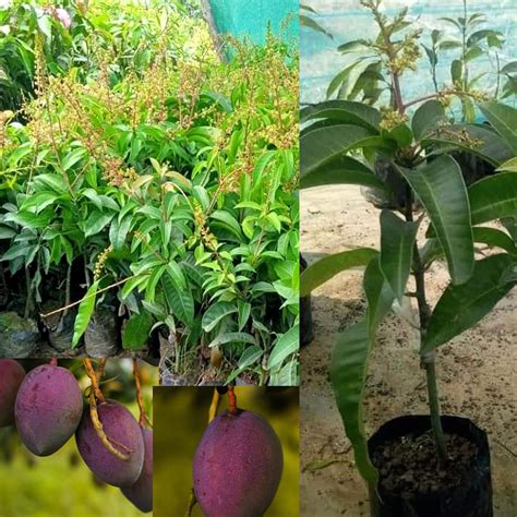 Pyanabi Thai All Time Mango Plant Grafted Plant Height 2 3 Feet Fruit