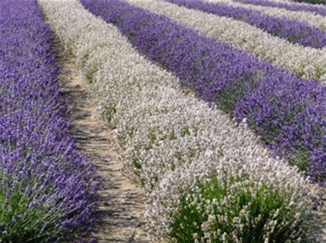 Photos: Lavender farms and coastal scenery around Sequim, WA - Paul S ...