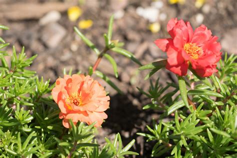 Garten Navi Spitzblättriges Portulakröschen Portulaca grandiflora