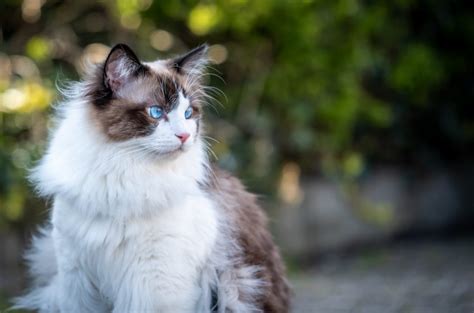 Are Ragdoll Cats Hypoallergenic Tips For Allergy Sufferers