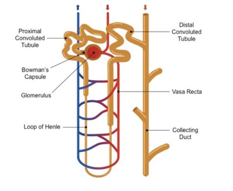 Urinary System Lecture Flashcards Quizlet