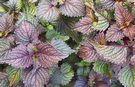 Why Shiso Is A Must Have Herb For Your Edible Garden