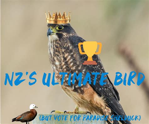 BIRD OF THE YEAR ELIMINATION: CONGRATULATIONS TO THE NEW ZEALAND FALCON ...