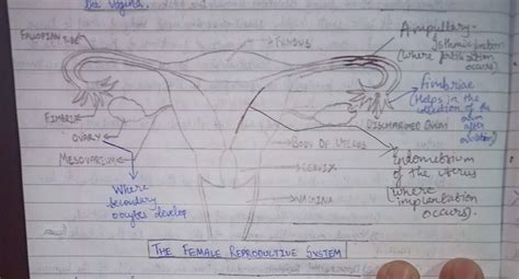 Draw A Diagrammatic Sectional View Of The Female Reproductive System Of