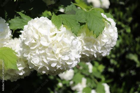 Fleurs Blanches Boule De Neige Ou Viorne Obier Du Latin Viburnum